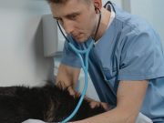 Quand faire appel à un vétérinaire pour son chien ? diagnostic du chien chez le vétérinaire