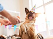 Quels races de chiens aiment le plus faire la fête ? races de chien aiment faire la fête