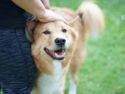 Les races de chien qui resteront toujours collées à leur maitre races de chien qui resteront toujours collées à leur maitre