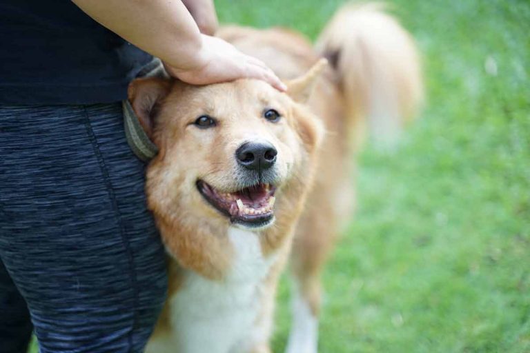 Les races de chien qui resteront toujours collées à leur maitre