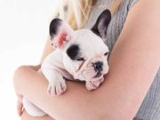 Les 5 races de chiens qui sont sages comme des images races de chiens qui sont sages comme des images