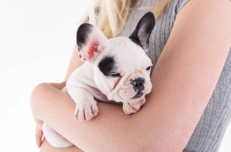 Les 5 races de chiens qui sont sages comme des images