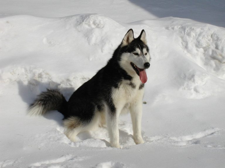 Balto : Le chien héros qui a sauvé une ville