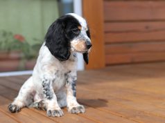 Le Field Spaniel : caractère et alimentation de la race Field Spaniel