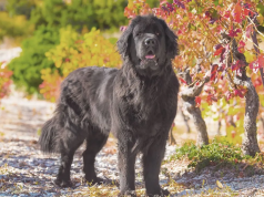 Le Terre-Neuve : Caractère et alimentation de la race Terre-Neuve