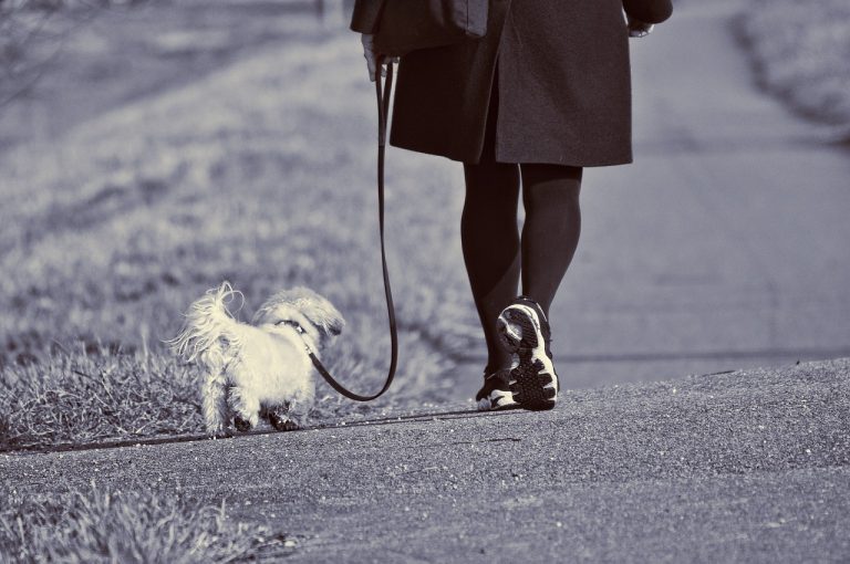 6 règles de base pour une promenade agréable et sécurisée avec votre chien