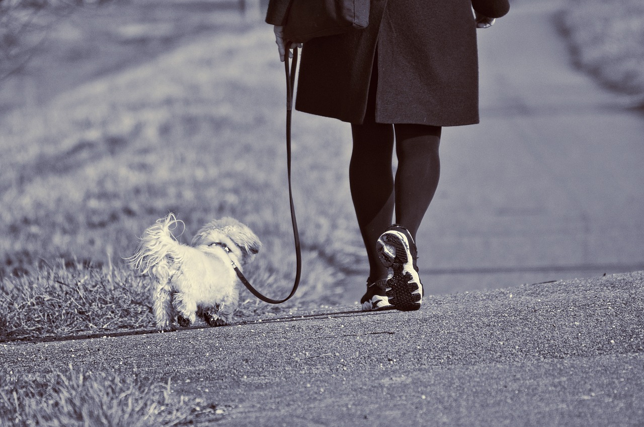 promenade de chien