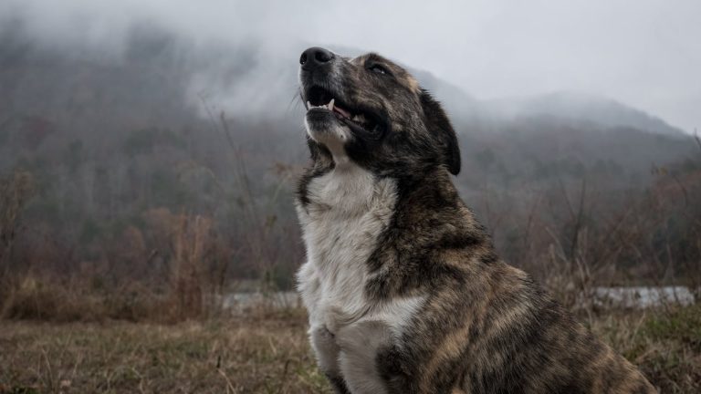 Les races de chien qui ont les aboiements les plus distincts