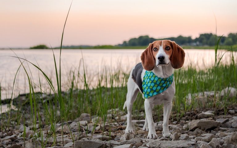 Les races de chien qui détestent les disputes : Des pacifistes à quatre pattes
