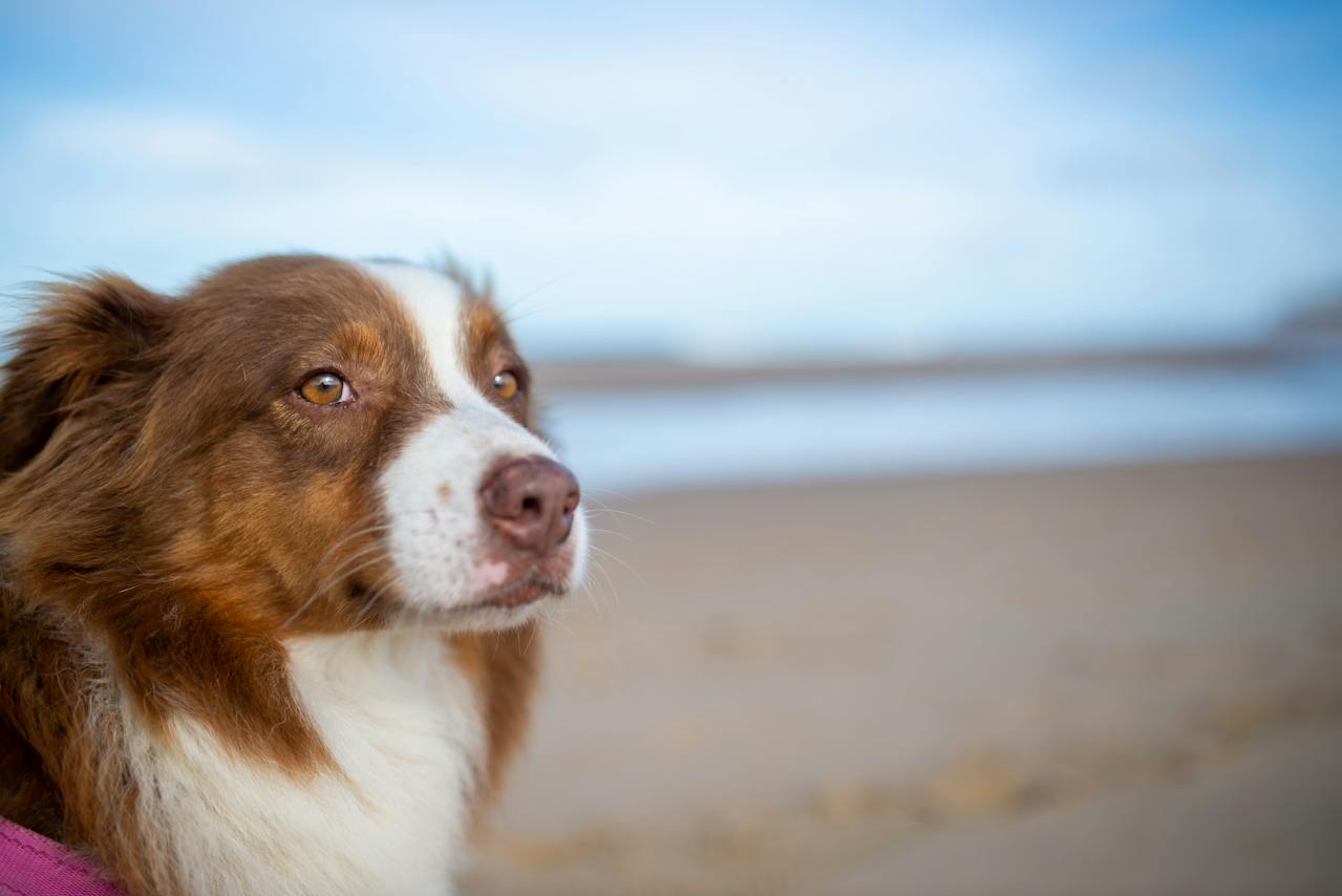 Chien qui apprécie la plage