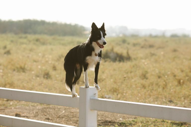 Les races de chien qui ont les caractères les plus équilibrés