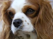 Les méthodes douces pour décourager les mauvaises habitudes chez votre chien