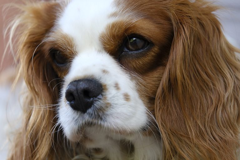 Les méthodes douces pour décourager les mauvaises habitudes chez votre chien