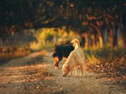 Les races de chiens les plus grandes du monde : Des géants attachants Des chiens qui se promènent