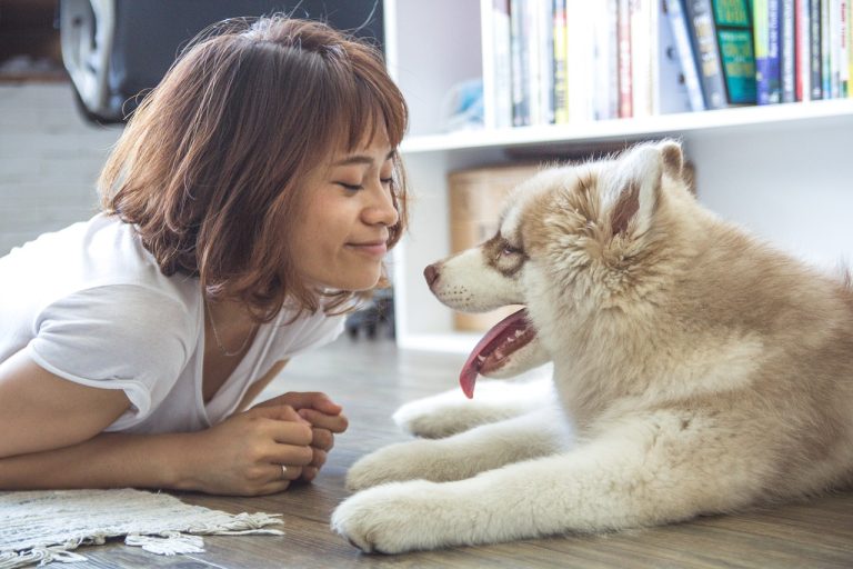Les plus belles races de chiens d’Asie : A la découverte d’une diversité fascinante