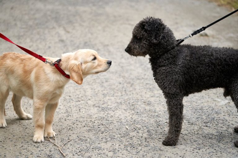 Nos conseils pour une coexistence et une entente parfaite entre chiens