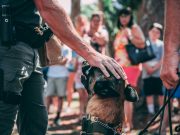 Les races de chiens les plus utilisées par les forces de l’ordre
