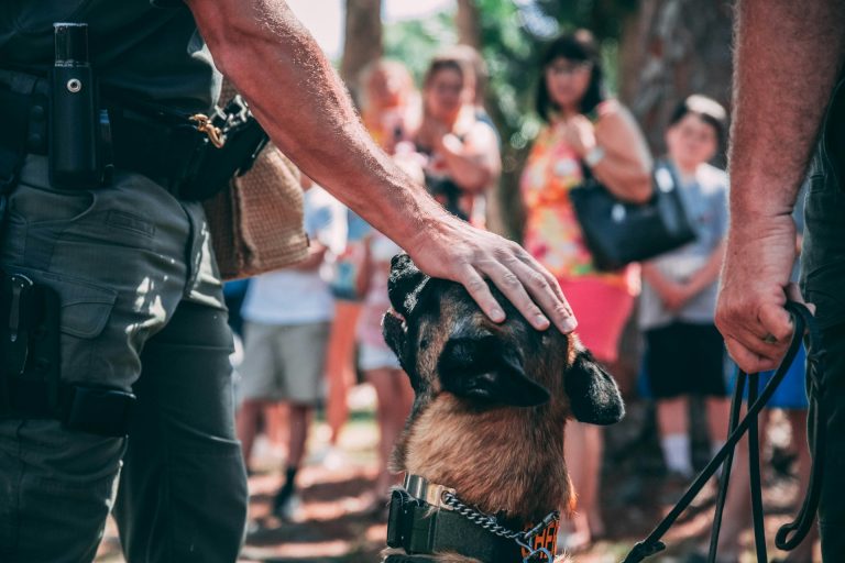 Les races de chiens les plus utilisées par les forces de l’ordre