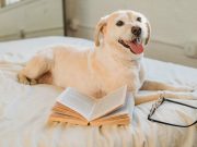 Les races de chiens qui sont les plus curieuses chiens les plus curieux