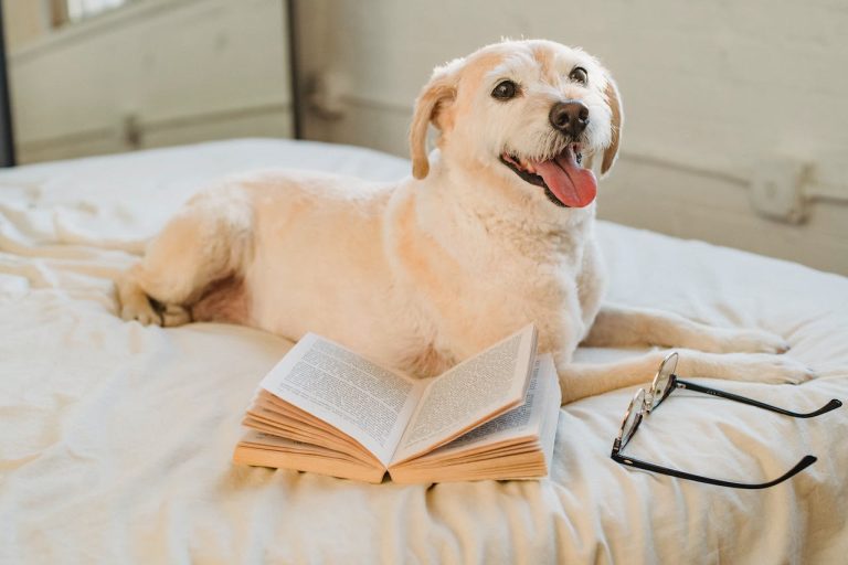 Les races de chiens qui sont les plus curieuses