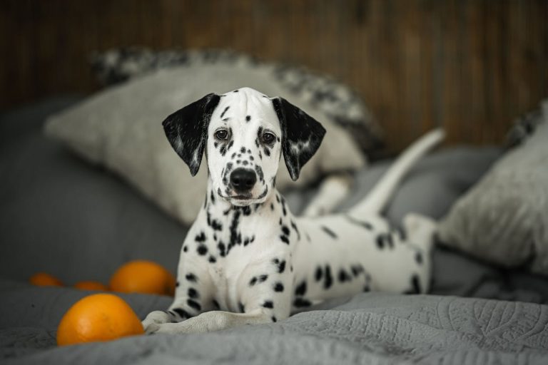 Dalmatiens : 6 faces cachées surprenantes de cette race