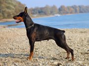 Les races de chien qui ont la queue courte Le Doberman