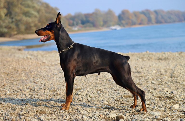 Les races de chien qui ont la queue courte