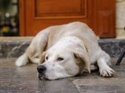 Comment savoir si votre chien est malheureux ? Labrador malheureux