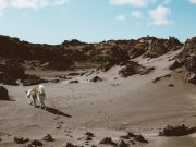 Quelles sont les 5 races de chien les plus indépendantes ?