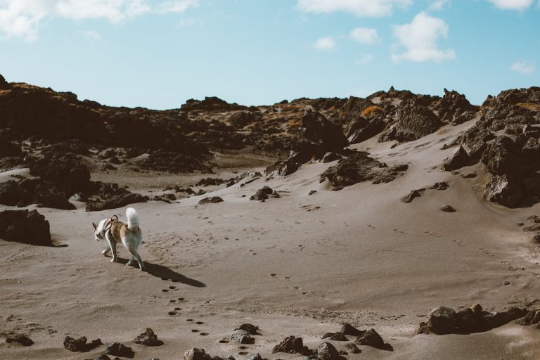 Quelles sont les 5 races de chien les plus indépendantes ?