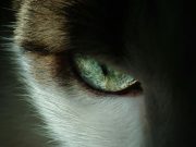 Quels sont les animaux les plus dangereux pour les hommes ? Prédateur humain