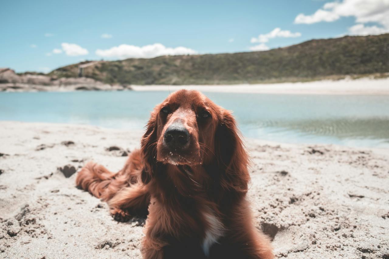 Les races de chien qui apprécient le plus la plage