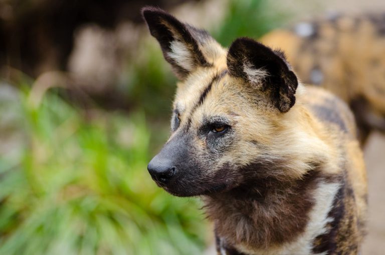 Les races de chiens qui sont les plus expressives avec leurs oreilles