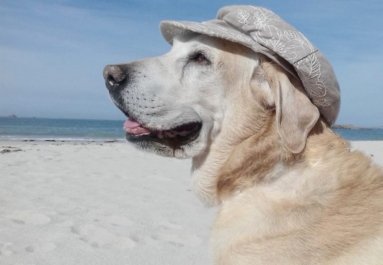 Les races de chien qui sont très photogéniques, de parfaits modèles