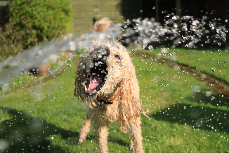 Les races de chien qui adorent le plus la propreté