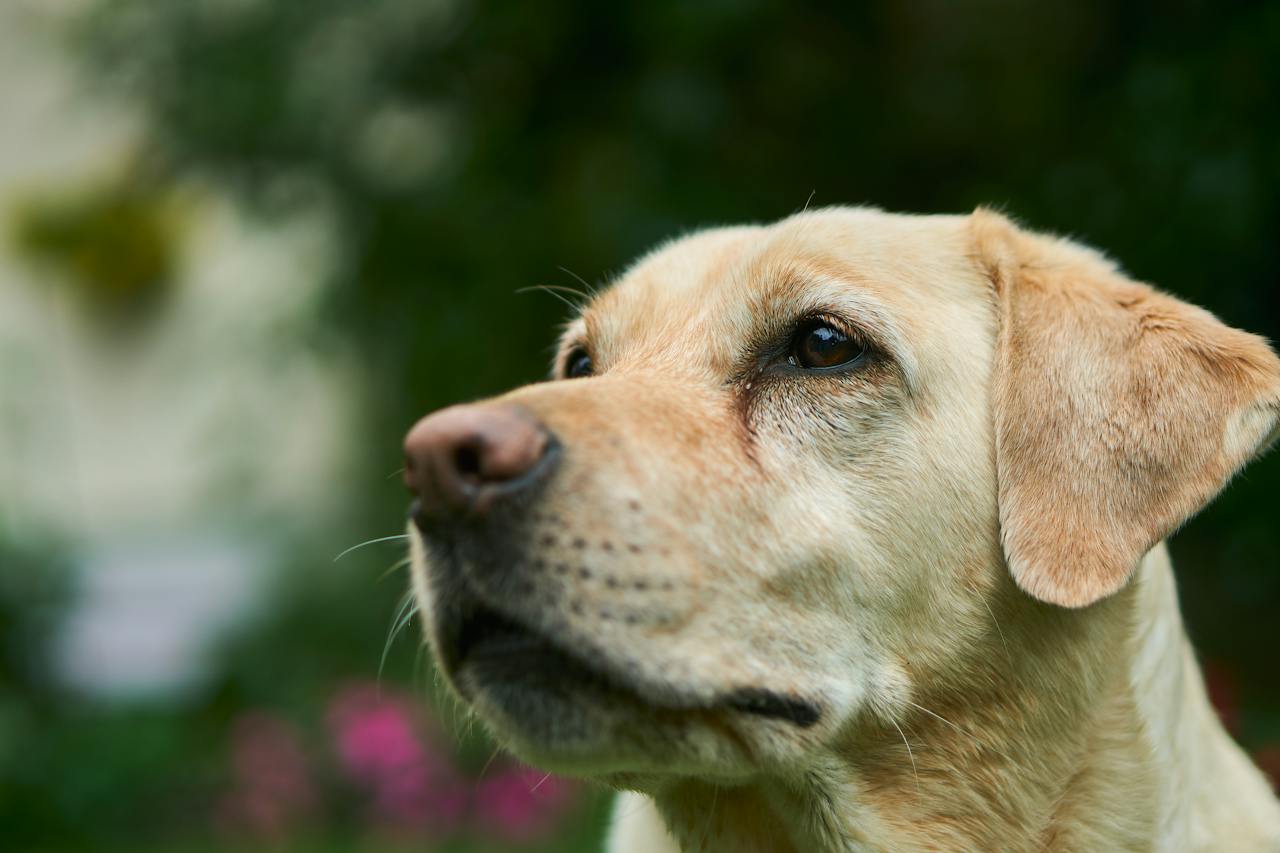 chien qui apprécie la plage