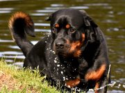 Les 4 super pouvoirs qui font du rottweiler un des meilleurs chiens du monde Le Rottweiler, un protecteur de confiance