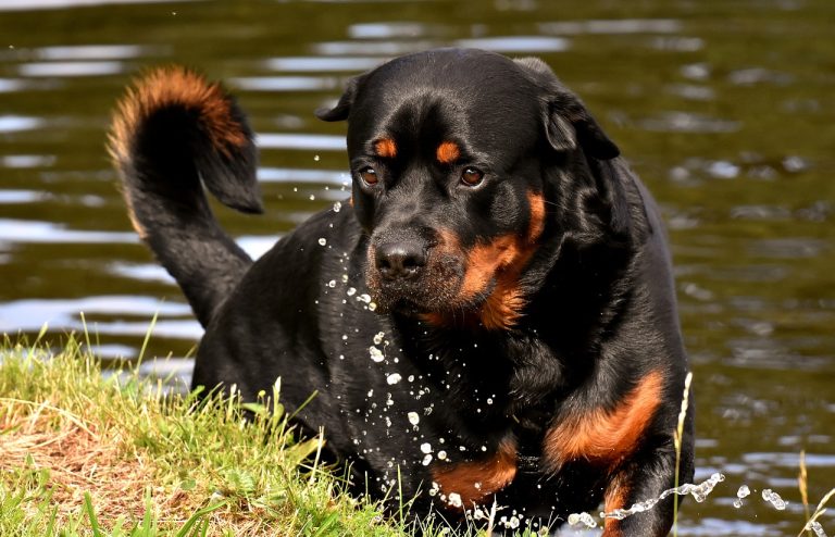 Les 4 super pouvoirs qui font du rottweiler un des meilleurs chiens du monde