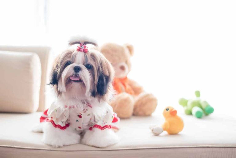 3 qualités remarquables du Shih Tzu, un compagnon formidable