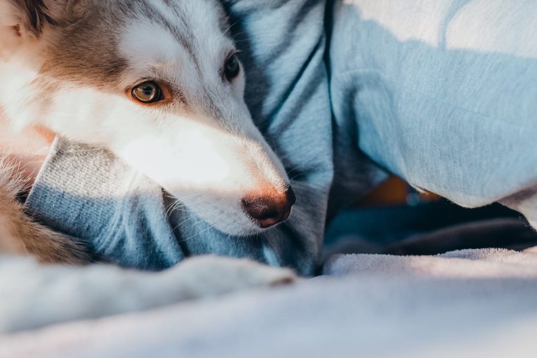 Les plus belles races de chien aux yeux ambrés