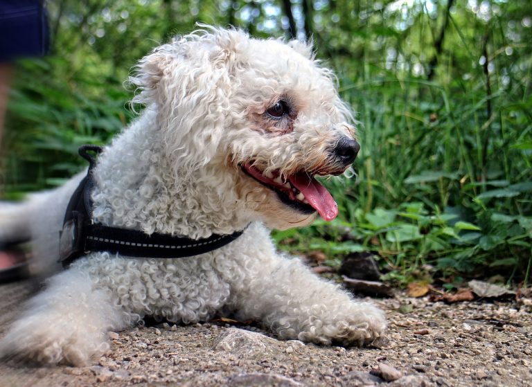 Les races de chiens qui conservent leur air de chiot toute leur vie