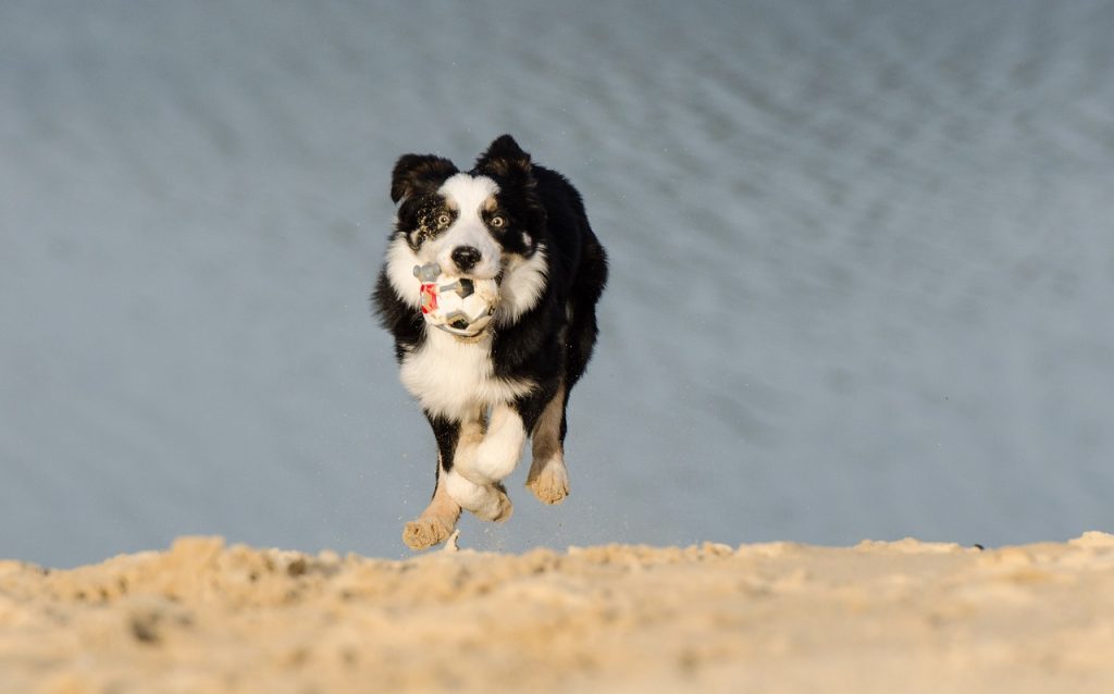 Border Collie