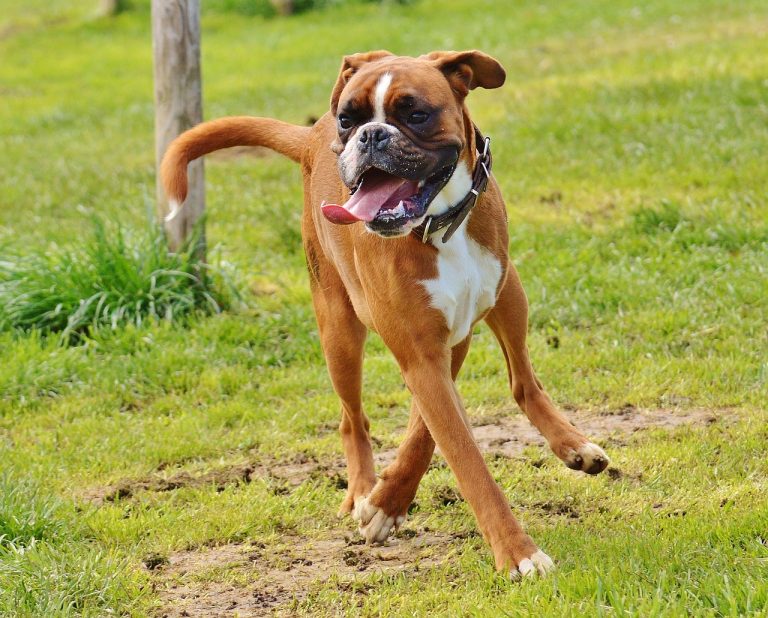 Les races de chien qui sont les plus intuitives avec leur maitre