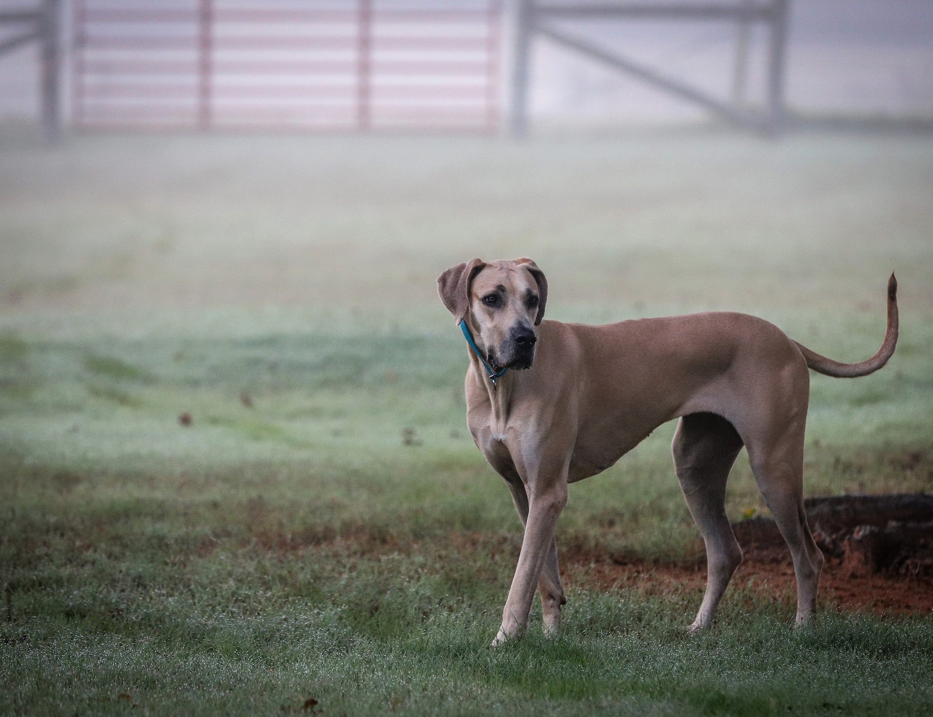 Tout savoir sur la race de chien de Scooby Doo