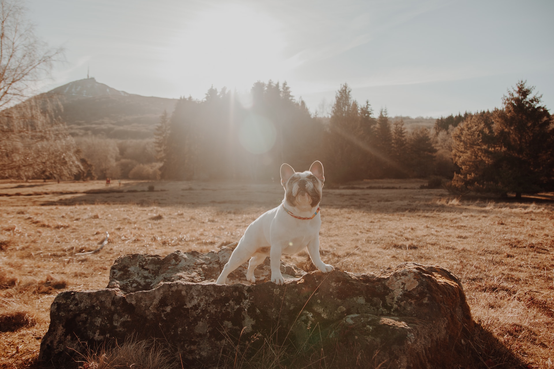 chien pose sur un fon de paysage