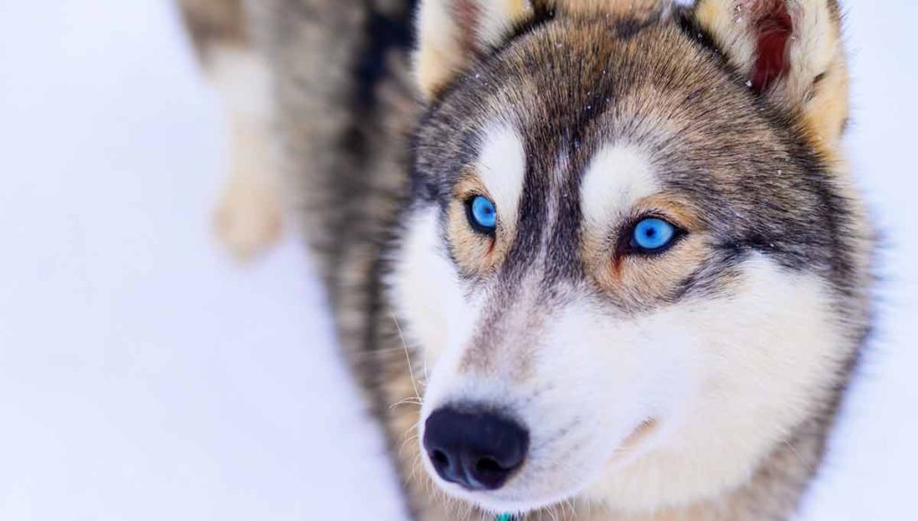 races de chiens aux yeux bleus