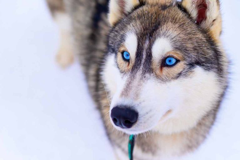 Les races de chiens aux yeux bleus : Des chiens au caractère unique !