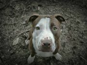 Les chiens aux yeux verts émeraude sont incroyables chiens aux yeux verts émeraude