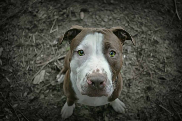Les chiens aux yeux verts émeraude sont incroyables