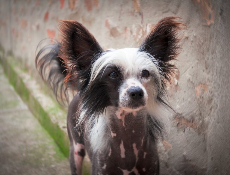 Les races de chiens les plus moches du monde, mais au super caractère